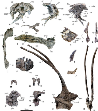 Elementos fósiles del Bajadasaurus pronuspinax